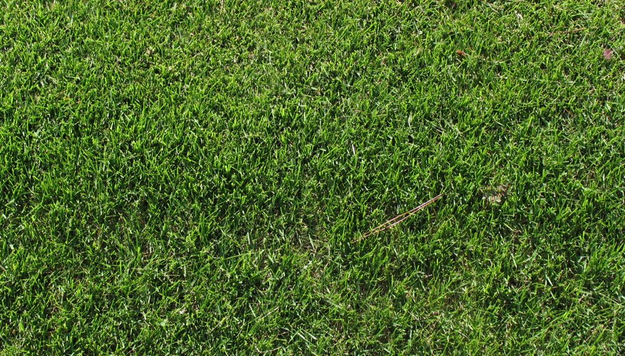 Healthy green grass. Healthy green grass.
