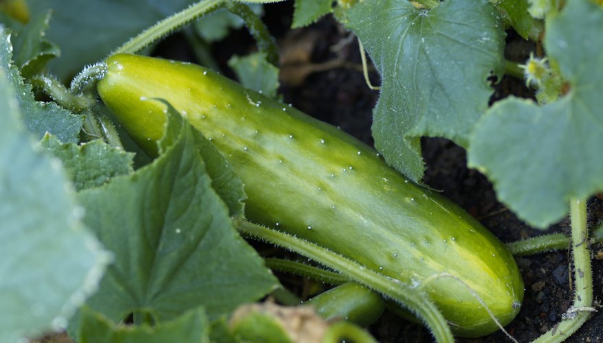 Cucumber on the vine. Cucumber on the vine.