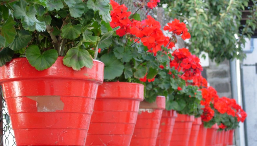 Potted red geraniums. Potted red geraniums.