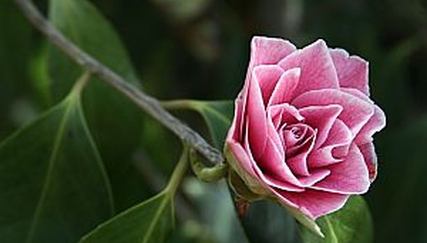 A beautiful camellia flower blooming in a flowerbed A beautiful camellia flower blooming in a flowerbed