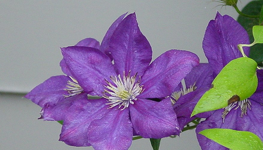 Clematis Flower Clematis Flower