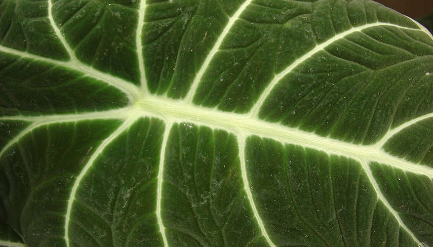 Alocasia leaf. Alocasia leaf.