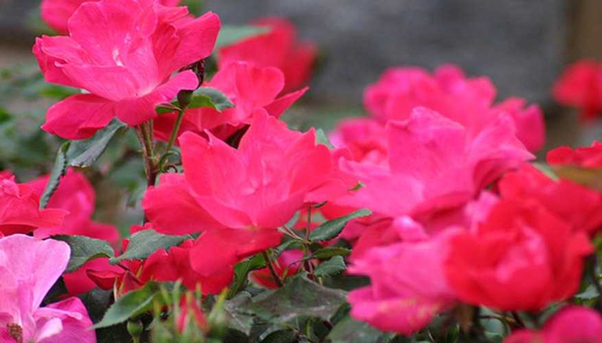 Knock Out roses rebloom every 5 to 6 weeks until frost. Knock Out roses rebloom every 5 to 6 weeks until frost.