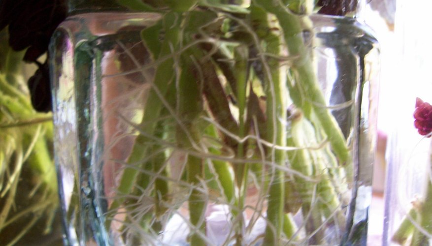 Given the right conditions, almost any garden plant can be grown indoors. Given the right conditions, almost any garden plant can be grown indoors.