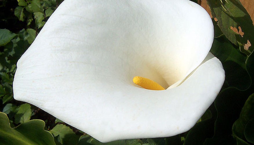 Calla lily in bloom Calla lily in bloom