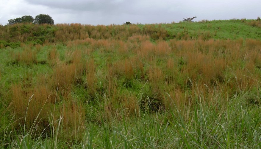 Broomsedge creates a striking background for flowers. Broomsedge creates a striking background for flowers.