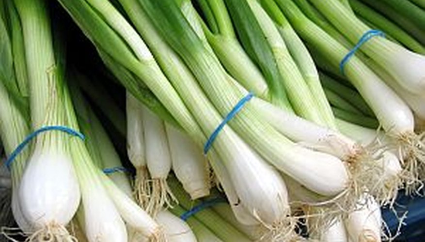 Plant bunching onions early in the spring when the temperatures are still cool. Plant bunching onions early in the spring when the temperatures are still cool.