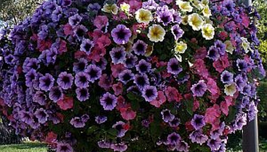 Provide proper care for hanging petunia baskets to keep them beautiful all summer. Provide proper care for hanging petunia baskets to keep them beautiful all summer.