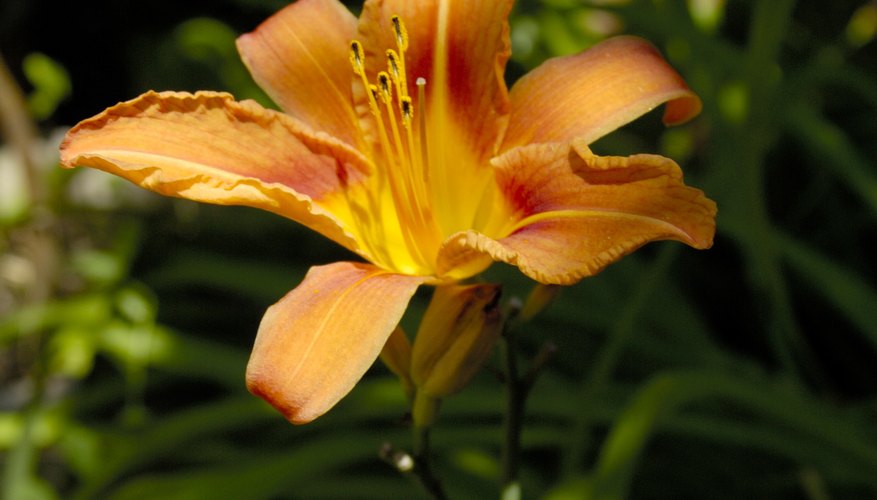 Daylily in bloom. Daylily in bloom.
