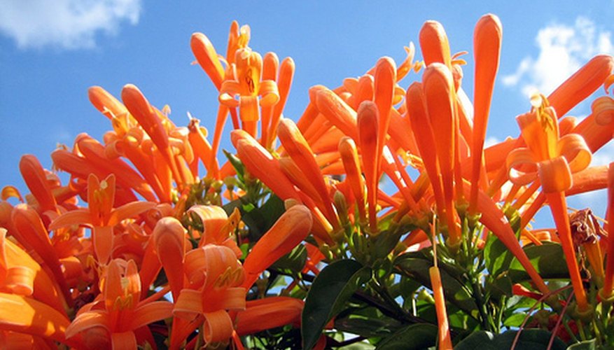 Flame vines bloom during the winter. Flame vines bloom during the winter.