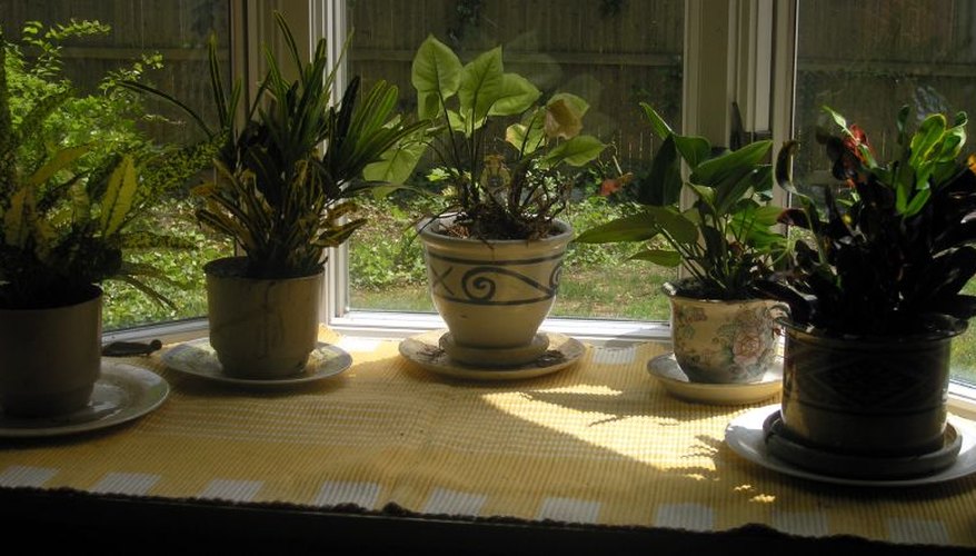 Window gardens can add warmth and beauty to urban environments or winter windows. Window gardens can add warmth and beauty to urban environments or winter windows.