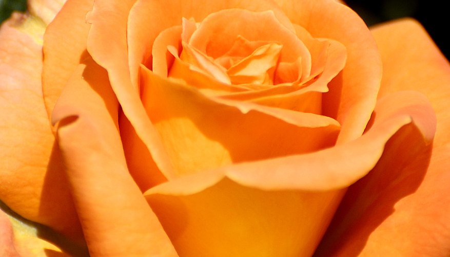 Fragrant prize Fragrant prize
