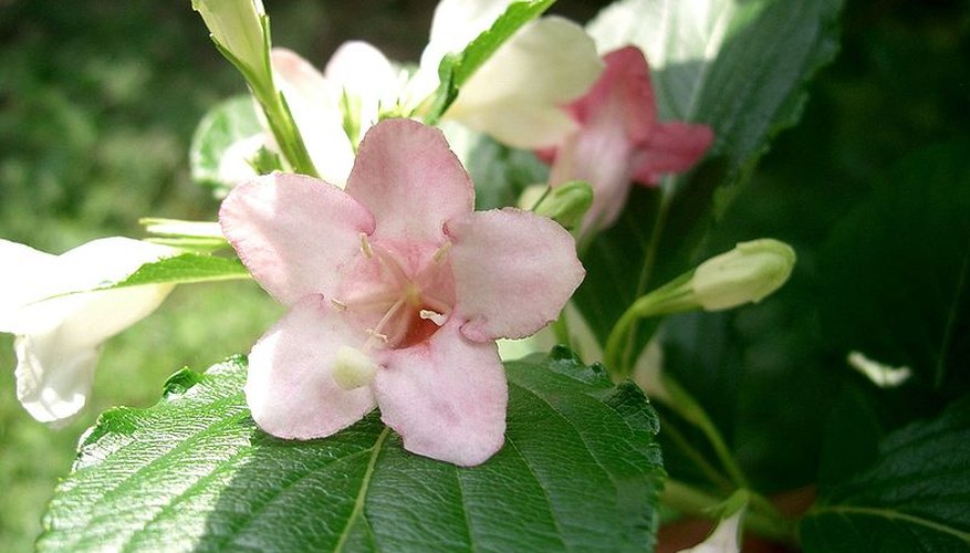 Weigela coraeensis in bloom. Weigela coraeensis in bloom.