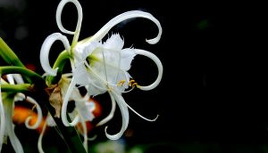 Spider lilies are a member of the crinum family. Spider lilies are a member of the crinum family.