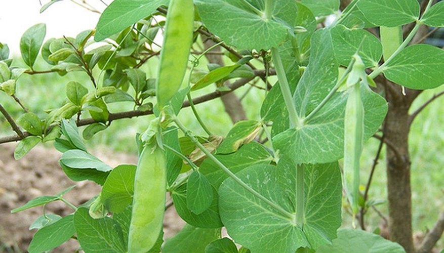 Snow peas. Snow peas.