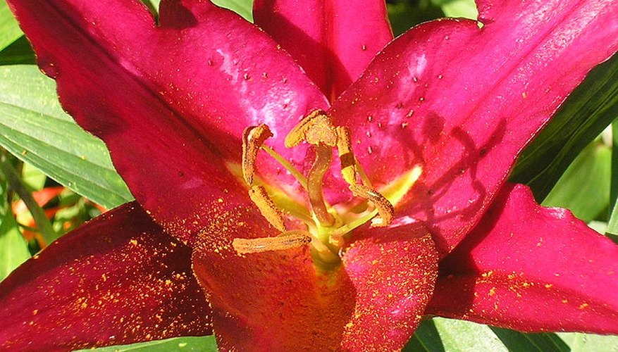 Redstorm lily flower in bloom. Redstorm lily flower in bloom.