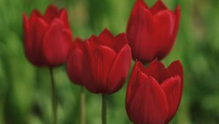Tulips require a dormant period for successful blooming. Tulips require a dormant period for successful blooming.