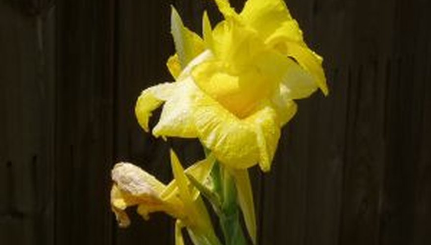 Canna with one healthy bloom and one spent bloom. Canna with one healthy bloom and one spent bloom.