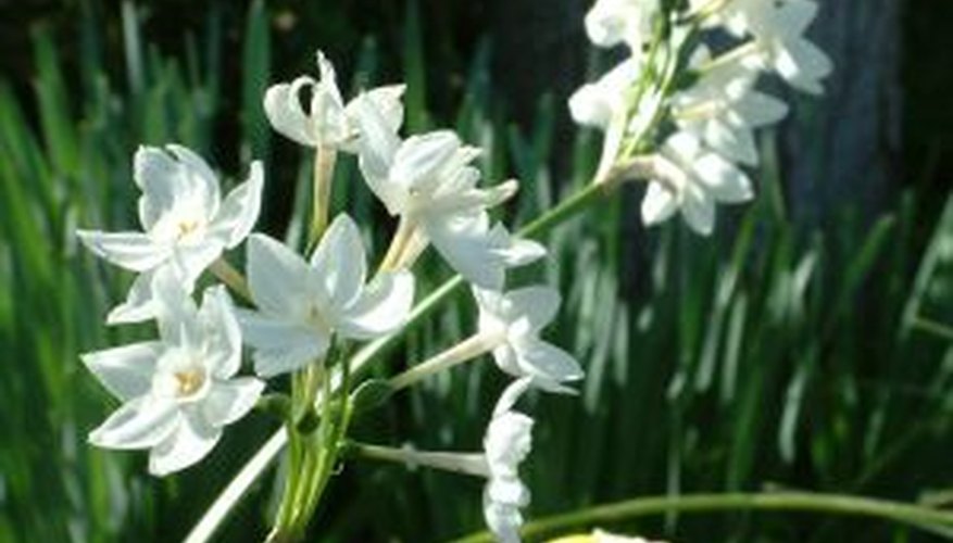 Paperwhite flowers Paperwhite flowers