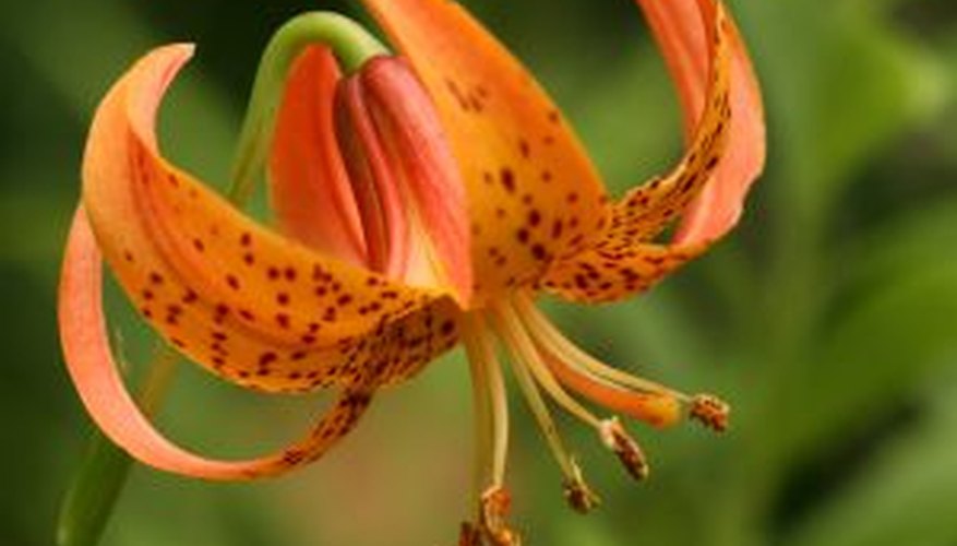 Bright colored lilies add visual interest to container arrangements. Bright colored lilies add visual interest to container arrangements.