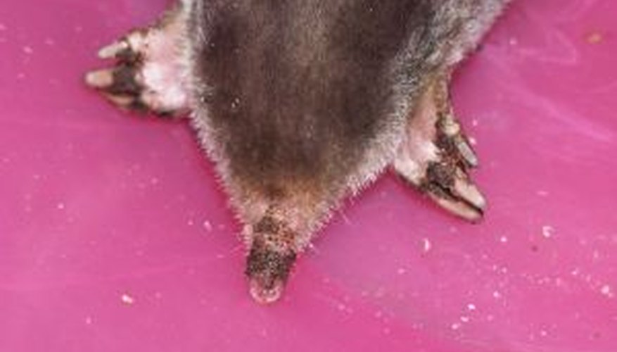 Moles make their home underground. Moles make their home underground.