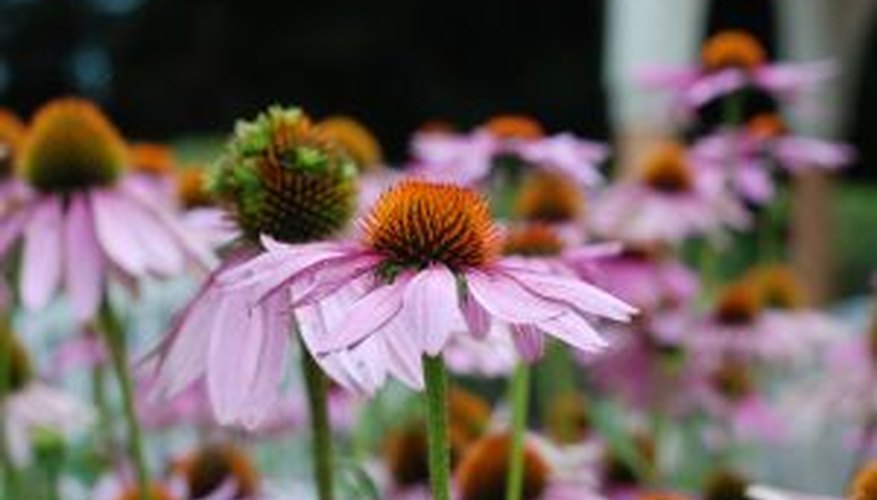 A purple coneflower bed. A purple coneflower bed.