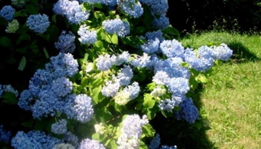 Hydrangea Hydrangea