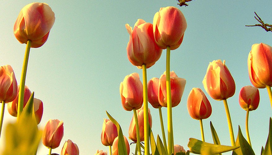 Beautiful Bed of Spring Tulips Beautiful Bed of Spring Tulips