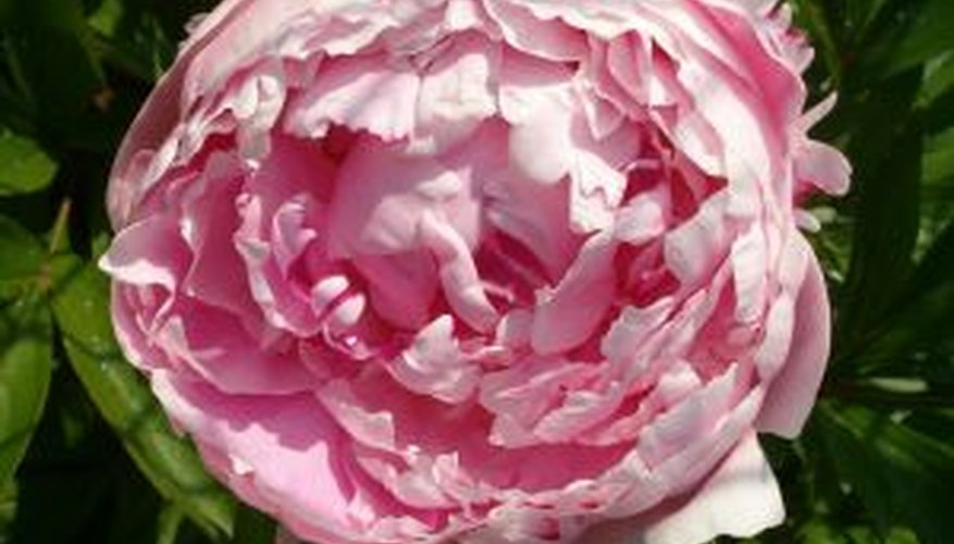 The foliage adds lushness to your garden long after the peony bloom fades. The foliage adds lushness to your garden long after the peony bloom fades.