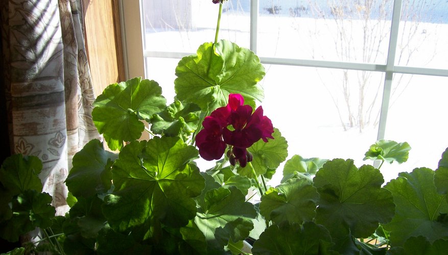 Scarlet geraniums sit in a sunny window on a snowy east yard. Scarlet geraniums sit in a sunny window on a snowy east yard.