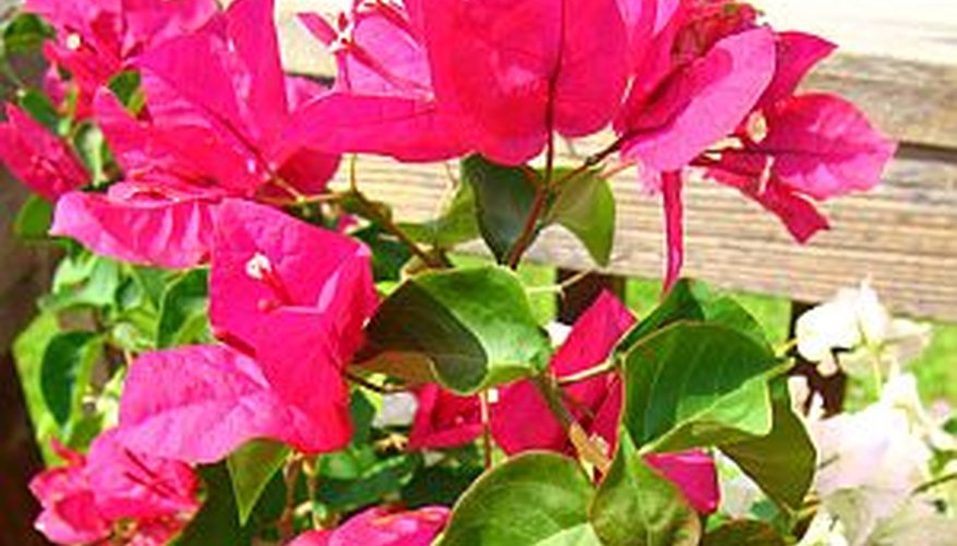 Bougainvillea Bougainvillea