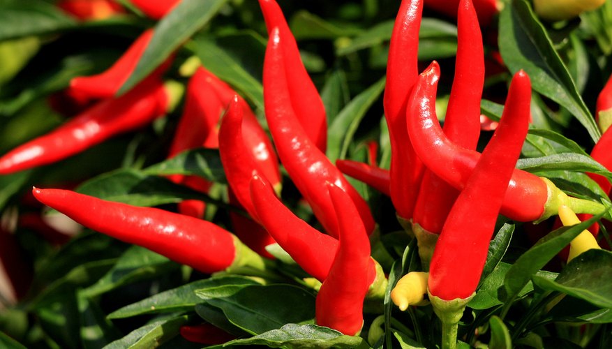 Cayenne peppers Cayenne peppers