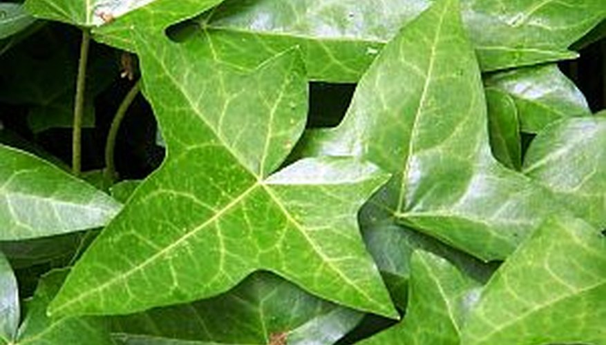 Ivy likes to come in during winter months. Ivy likes to come in during winter months.