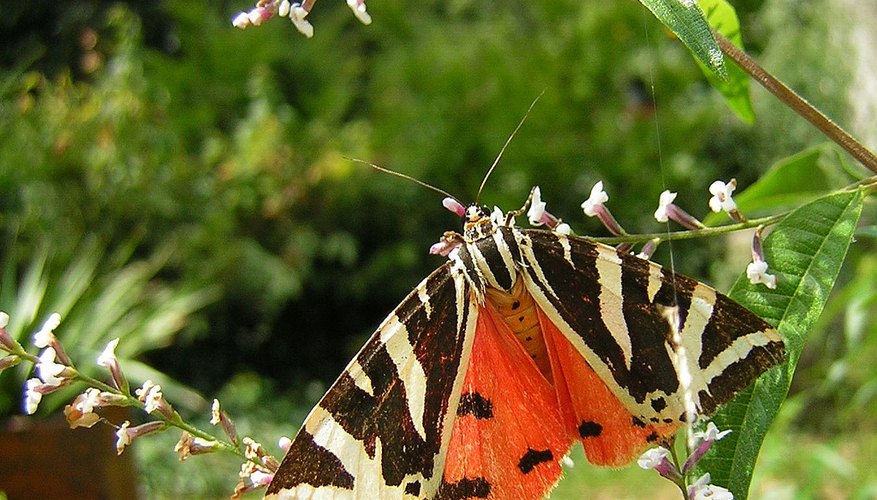 Butterflies and moths love dainty citronella blossoms. Butterflies and moths love dainty citronella blossoms.