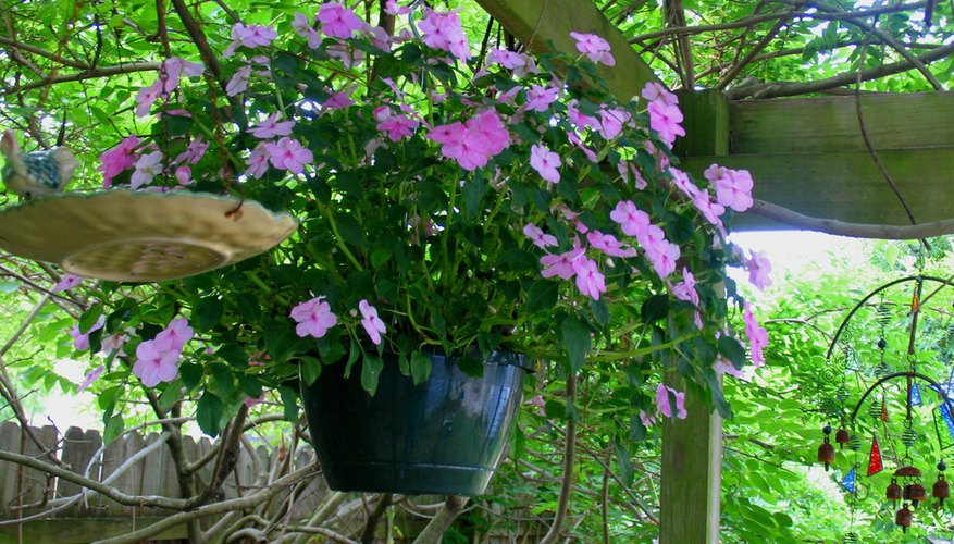 Impatiens are perfect for a hanging basket. Impatiens are perfect for a hanging basket.