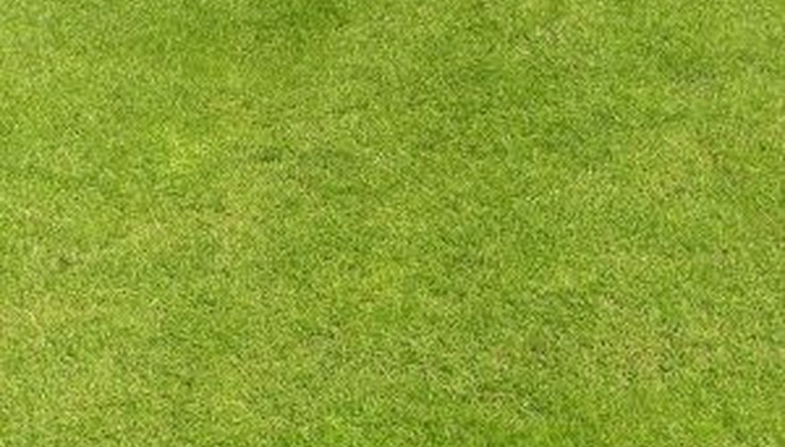 There's no reason your natural lawn can't be weed free. There's no reason your natural lawn can't be weed free.