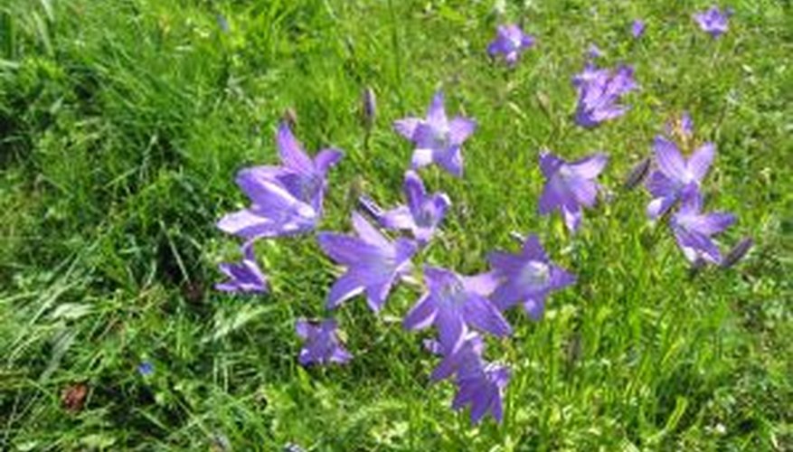 Bellflowers Bellflowers