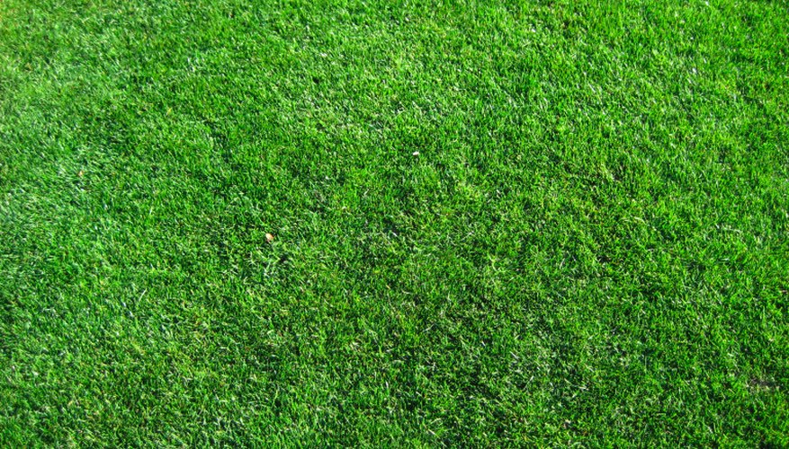Growing Grass Growing Grass