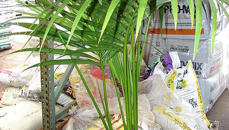 Kentia palms can tolerate low-light conditions. Kentia palms can tolerate low-light conditions.