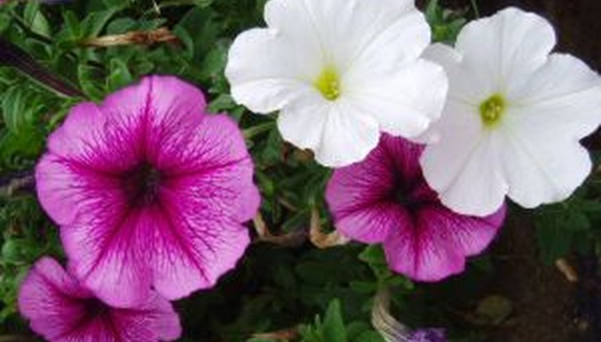 Petunias can be grown indoors from seeds. Petunias can be grown indoors from seeds.