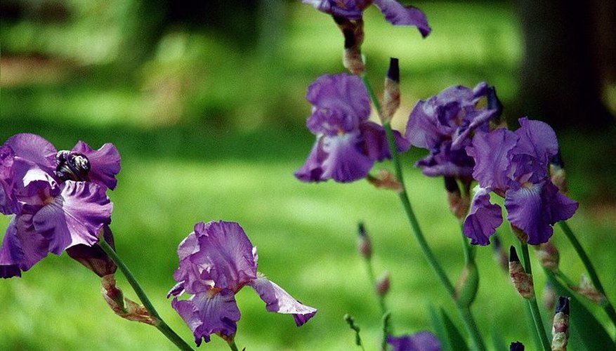 Naturalized purple iris in bloom. Naturalized purple iris in bloom.