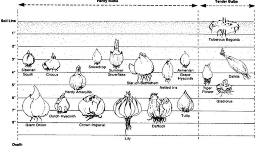 General planting depth for some popular bulbs General planting depth for some popular bulbs