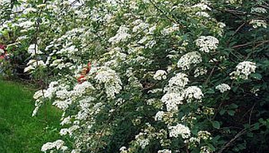Blooming spirea Blooming spirea