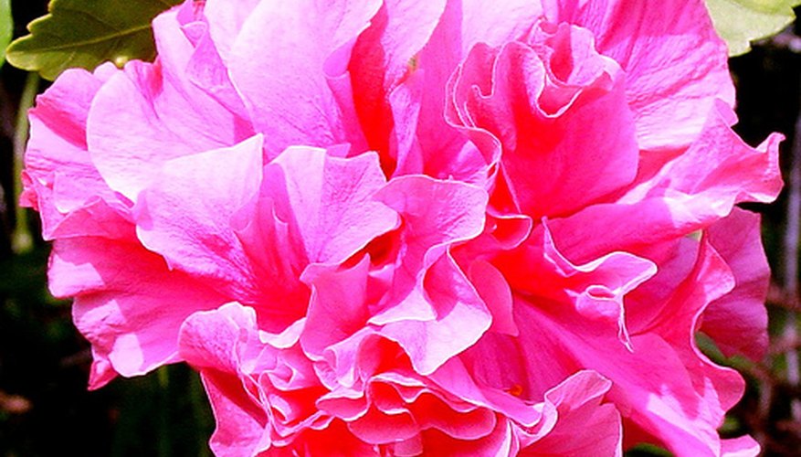 Double Bloom Hibiscus Double Bloom Hibiscus