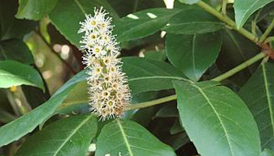 Bay laurel plant Bay laurel plant