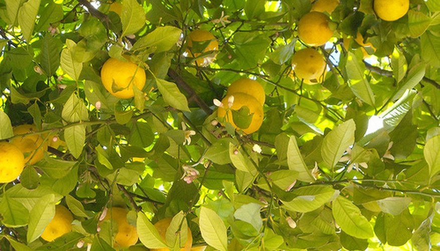 Prune your lemon tree correctly. Prune your lemon tree correctly.