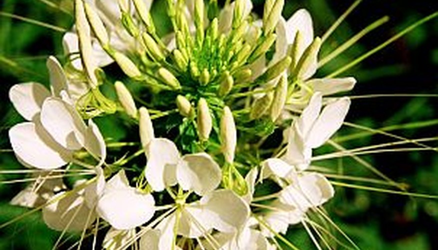 Blooming Cleome Blooming Cleome