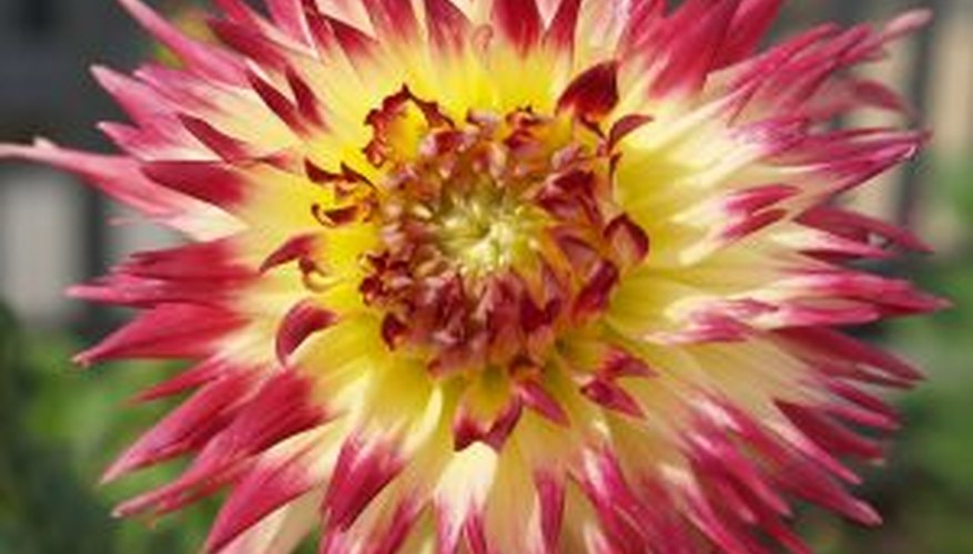 Dahlias come in many striking varieties. Dahlias come in many striking varieties.