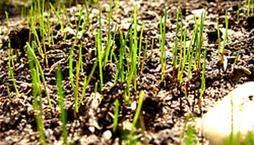 New grass sprouts emerging from seed. New grass sprouts emerging from seed.