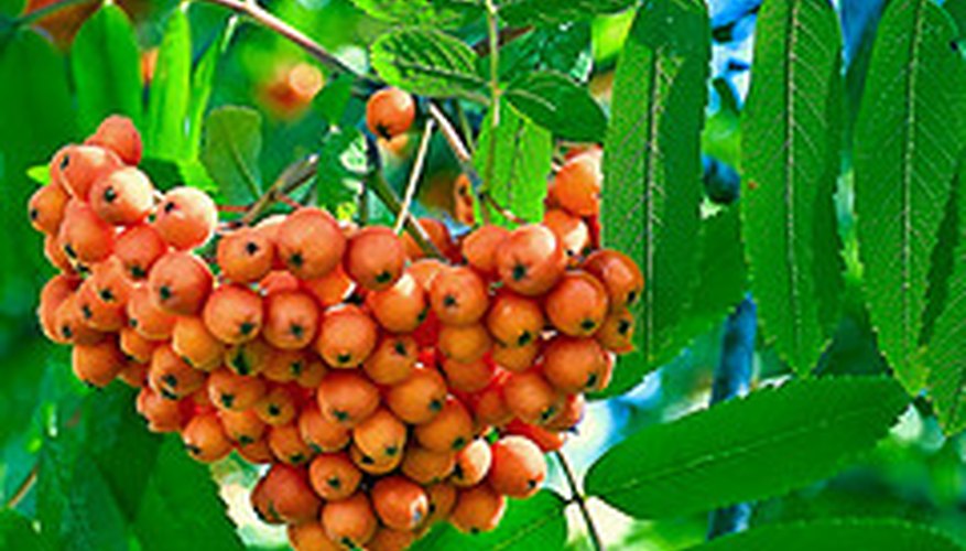 Bittersweet Berries Bittersweet Berries